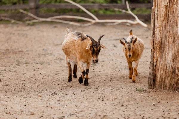 Two Beautiful Little Goats Walking Zoo Natural Background Selective Focus — Stock Photo, Image