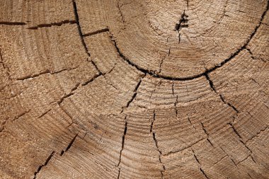 Güzel altın gölgeli ağaç gövdesi ahşap.