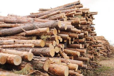 Ticari kerestelerin yan görüntüsü, çam ağacı kütükleri temiz orman kesiminden sonra. Kontrolsüz orman tahribatı. seçici odak