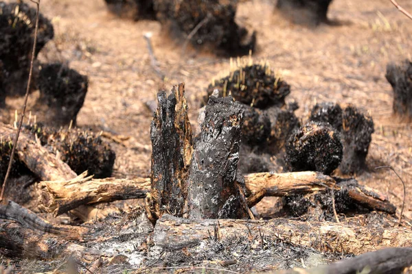 Ateşten Yanmış Otlar Kahverengi Doğal Arka Plan Yanmış Topraklar Çimenler — Stok fotoğraf