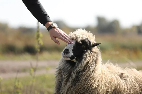 Male Hand Petting Friendly Sheep Outdoors Green Field Selective Focus — Stock Photo, Image