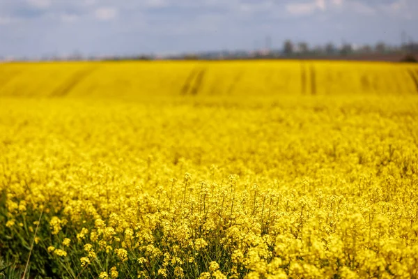 Yellow Field Rapeseed Sky Clouds Background Plant Green Energy — Stock Photo, Image