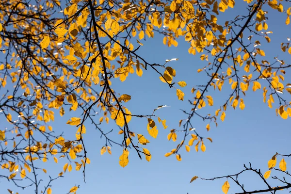 Jesień Tło Niebieski Niebo Żółty Liście Słoneczny Dzień — Zdjęcie stockowe