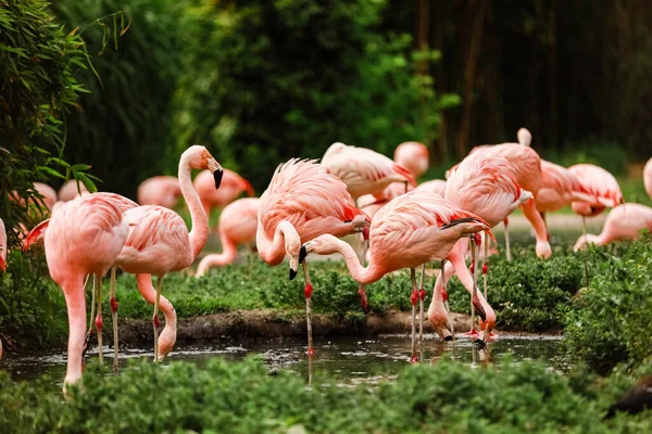 水の中にピンクのフラミンゴと反射の群れ 選択的焦点 — ストック写真