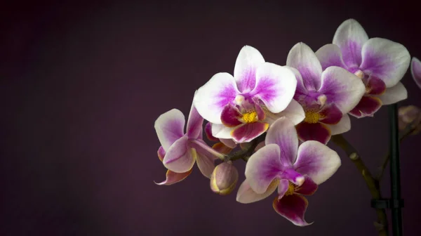 난초 꽃의 근접 촬영 — стокове фото