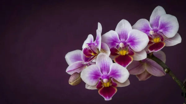난초 꽃의 근접 촬영 — стокове фото
