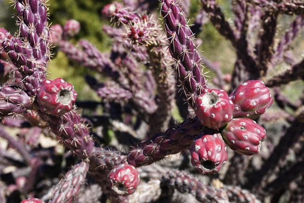 Gros Plan Cactus Rouge Fructification Par Une Journée Ensoleillée Dans — Photo