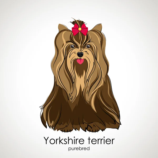 Cão bonito de raça Yorkshire Terrier — Vetor de Stock