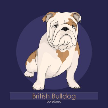 İngilizce Bulldog, İngiliz Bulldog