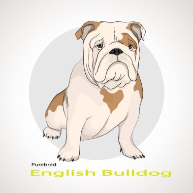 İngilizce Bulldog, İngiliz Bulldog