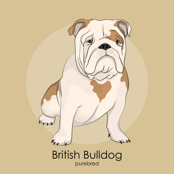 Englische Bulldogge, britische Bulldogge — Stockvektor