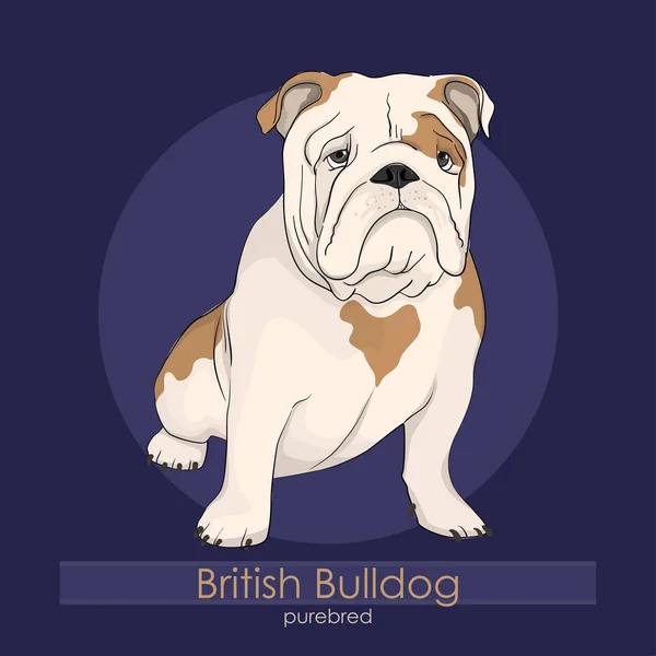 Englische Bulldogge, britische Bulldogge — Stockvektor