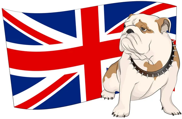 Bulldog britannico su uno sfondo della bandiera britannica — Vettoriale Stock
