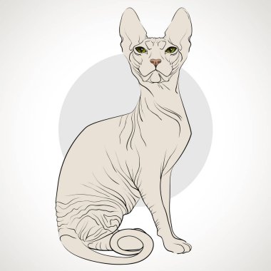 kedi doğurmak Sfenks'in gri bir arka plan üzerinde