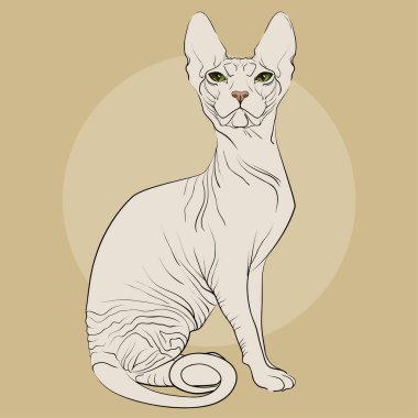 Bej renkli arka plan üzerinde Sphynx kedi doğurmak