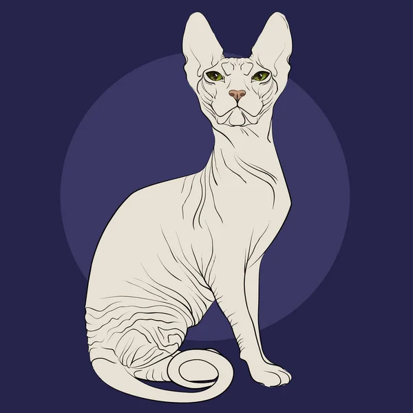 Chat de race le Sphinx sur un fond bleu — Image vectorielle