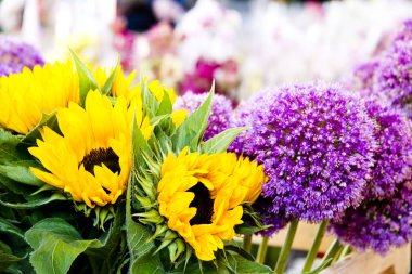 Çiçek tomurcukları güzel dizi