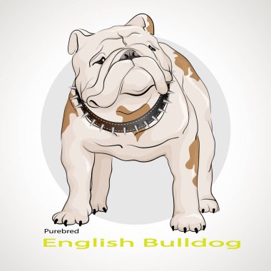 Gri arka plan üzerinde köpek doğurmak bulldog duran