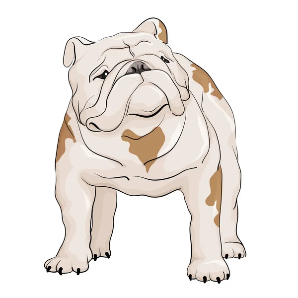 Bulldog op witte achtergrond — Stockvector