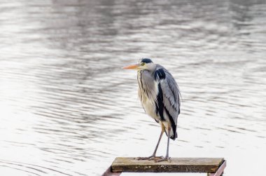 Gri balıkçıl (Ardea cinerea) balıklar için arıyorsunuz