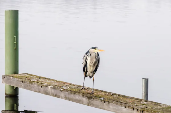 Gri balıkçıl (Ardea cinerea) balıklar için arıyorsunuz — Stok fotoğraf