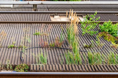 Kır çiçekleri ve yol yatağa büyüyen huş ağaçları