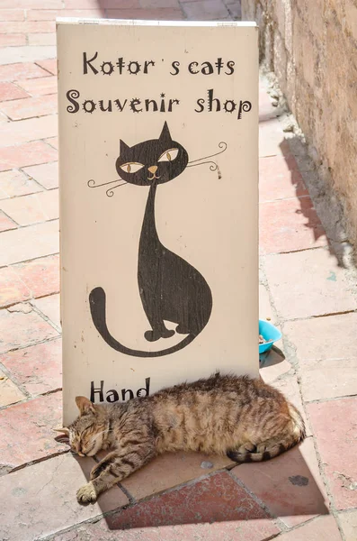 Shop kayıt ve Kotor bir kedi ile tipik bir görünüm