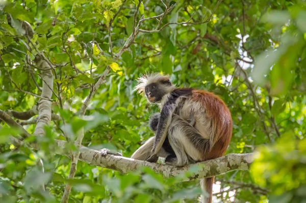 Colobús rojos de Zanzíbar en el bosque de Jozani en Zanzíbar — Foto de Stock