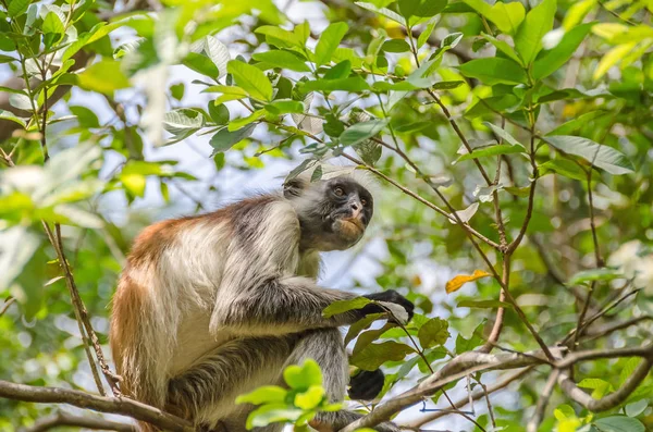 Colobús rojos de Zanzíbar en el bosque de Jozani en Zanzíbar — Foto de Stock