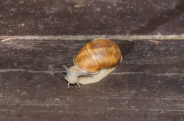 Ahşap Çıta üzerinde hareket salyangoz 