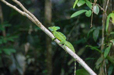 Tüylü basilisk veya İsa Mesih kertenkele Tortuguero Milli Parkı, Kosta Rika