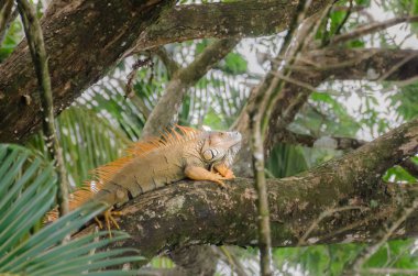 Yeşil iguana Tortuguero Milli Parkı, Kosta Rika
