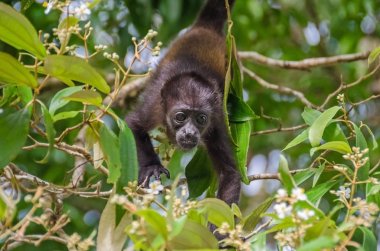 Juvenile Mantled howler in Tortuguero National Park, Costa Rica clipart