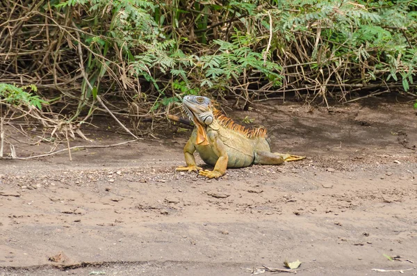緑のイグアナ トルトゥゲーロ国立公園、コスタリカ — ストック写真