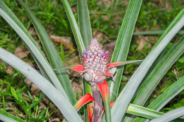 Plante d'ananas sauvages avec des fruits mûrs et des fleurs sur l'île de Bastimementos au Panama — Photo