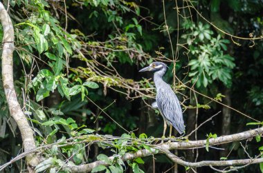 Sarı taçlı gece balıkçılı Tortuguero Milli Parkı, Kosta Rika