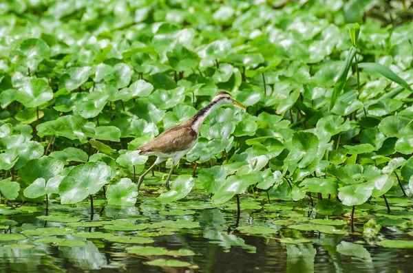 Juvenile wiklina Jacana (Długoszpon Jacana) spaceru na roślinach wodnych w Tortuguero Narodowy Park — Zdjęcie stockowe