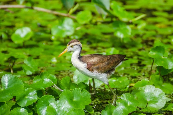 Çocuk su bitkileri Tortuguero Milli Parkı'nda yürürken jasana (jasana jasana) wattled — Stok fotoğraf