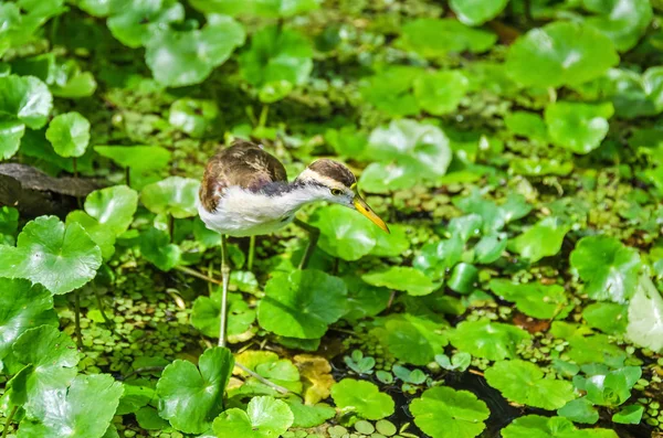 Jacana (Jacana Jacana) agité juvénile marchant sur les plantes aquatiques dans le parc national de Tortuguero — Photo