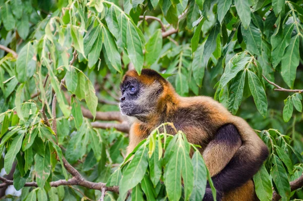 Geoffroy's spider monkey or black-handed spider monkey on a tree — Stock Photo, Image