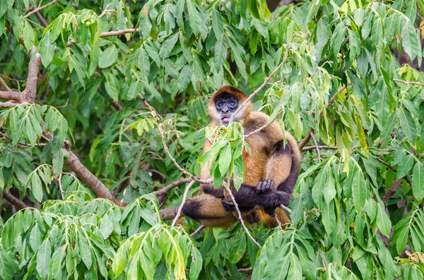 Geoffroy's spider monkey or black-handed spider monkey on a tree — Stock Photo, Image