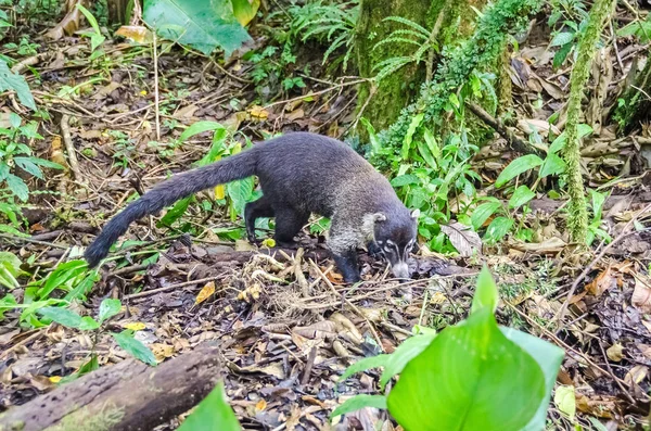 白鼻子长浣熊觅食在哥斯达黎加的蒙特韦德 — 图库照片