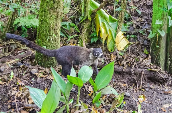 White-nosed coati coming out of the forest  in Monteverde, Costa Rica — Stock Photo, Image