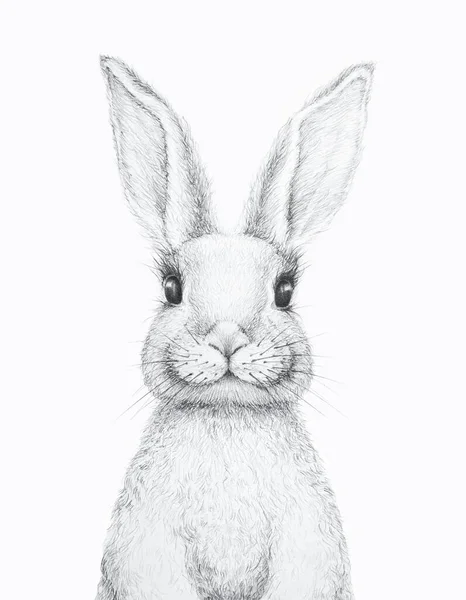 Bunny Rabbit Conejo Pascua Dibujo Lápiz Vivero Wall Art Regalo —  Fotos de Stock