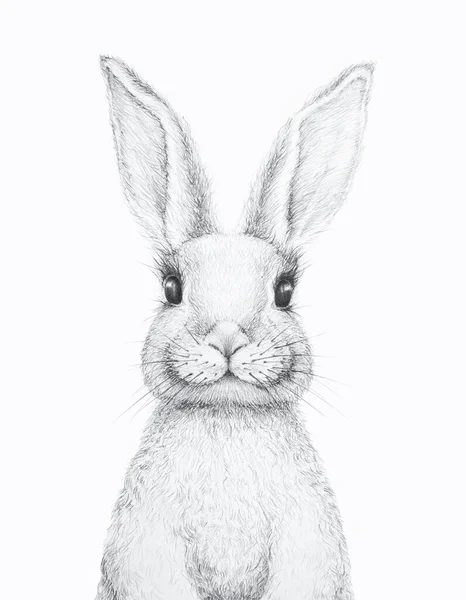 Bunny Rabbit Easter Bunny Pencil Draw Nursery Wall Art Kids Stock Photo