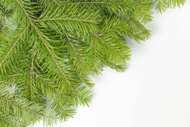 Christmas tree branches on a white background, bright green color, place for text, top view.