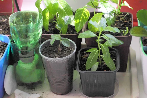 Plantes Vertes Fleurs Sur Rebord Fenêtre Dans Appartement Ville — Photo