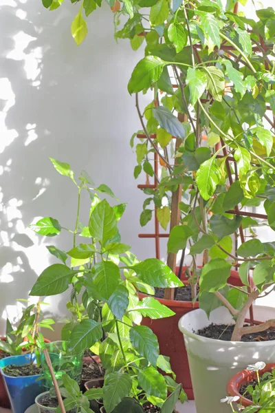 Plantas Verdes Flores Peitoril Janela Apartamento Cidade — Fotografia de Stock