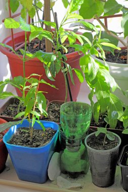 Ev penceresinin kenarına saksılar, yakın plan..