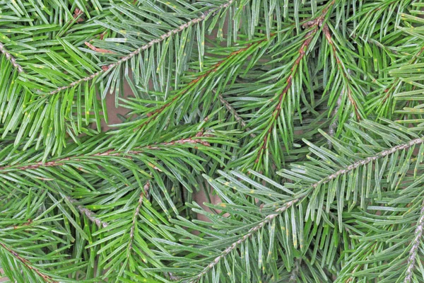 Natuurlijke Takken Van Een Kerstboom Kurpny Als Achtergrond Natuurlijke Kleuren — Stockfoto